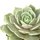succulent