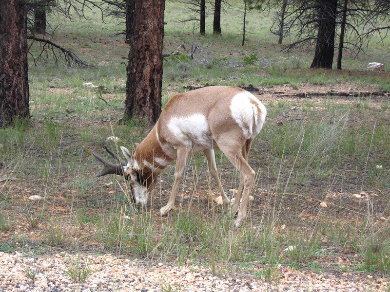 Antelope