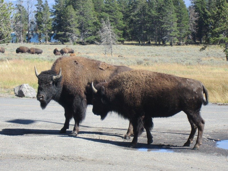 Bison
