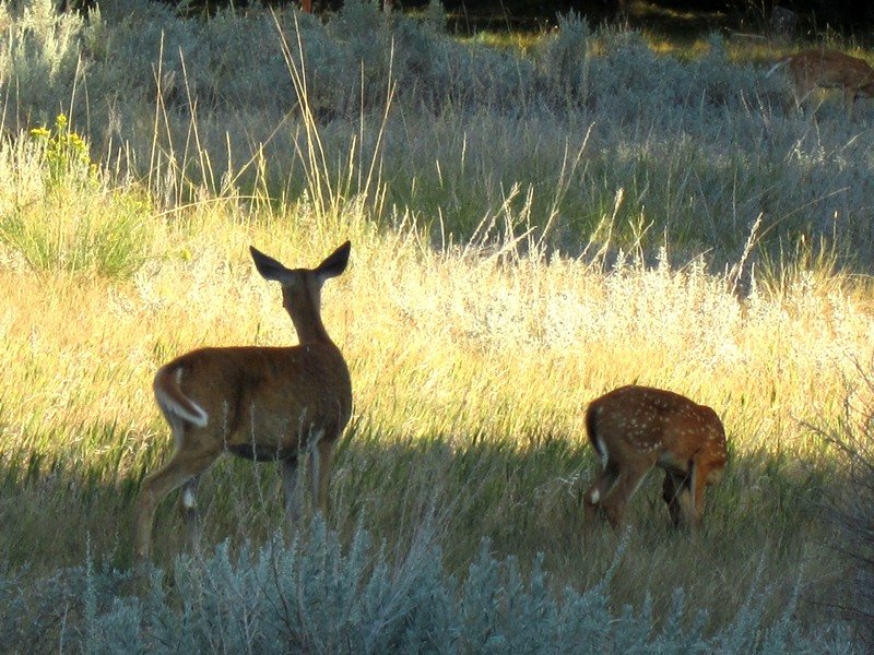 Deer