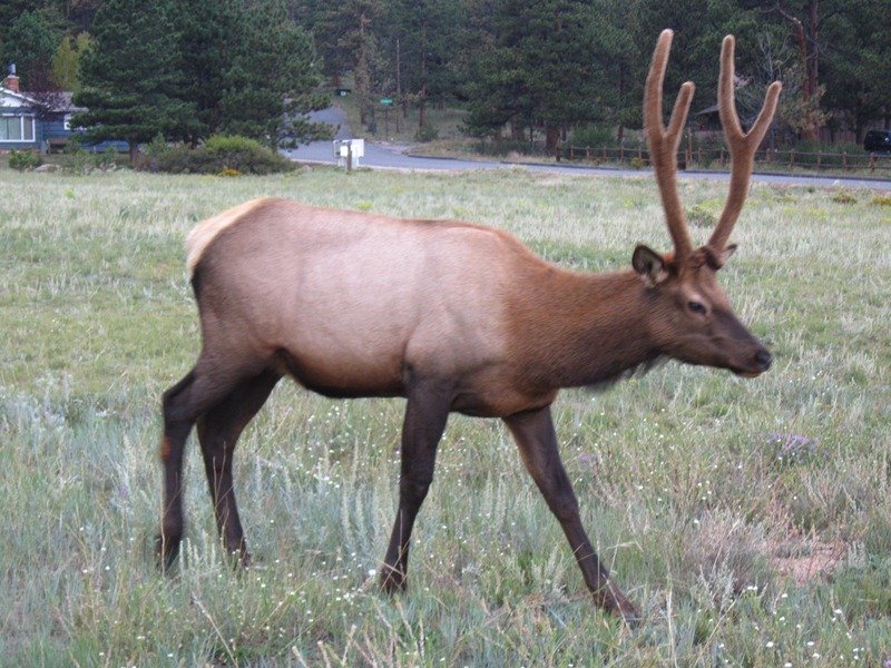 Elk