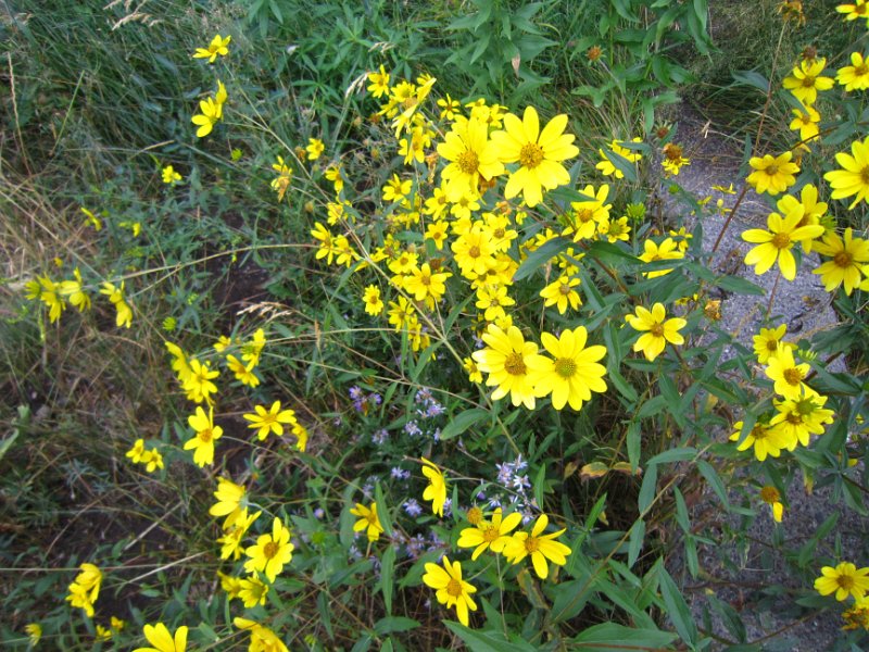 Vegetation