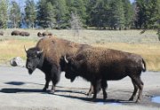 Bison