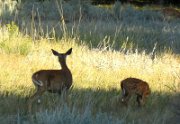 Deer