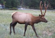 Elk