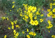 Vegetation